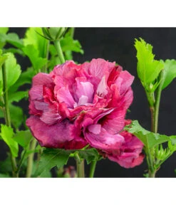 Hibiskus 'Maike' - Garten-Eibisch -Garten Sinn Verkaufsgeschäft 7212210 WE DE 001 HibiscusSyriacusMaikeGarteneibisch