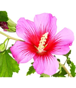 Hibiskus 'Silke' - Garten-Eibisch -Garten Sinn Verkaufsgeschäft 7212228 WE DE 001 HibiscusSyriacusSilkeRoseneibischHibiskus3LDehnerExpressHerzig