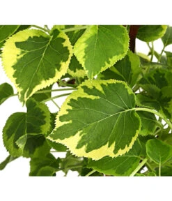 Kletter-Hortensie 'Miranda' - Hydrangea -Garten Sinn Verkaufsgeschäft 7224637 WE DE 001 HydrangeaAnomalaPetiolarisMirandaKletterhortensie2LDehnerExpressHerzig