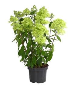 Rispen-Hortensie 'Magical Summer' -Garten Sinn Verkaufsgeschäft 7225535 WE FS 001 HortensieHydrangeaMagicalSummer5LDehnerExpressHerzig