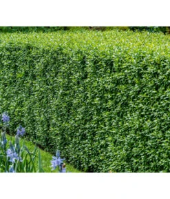 Garten Sinn Verkaufsgeschäft -Garten Sinn Verkaufsgeschäft 7266174 WE MO 001 Liguster 3