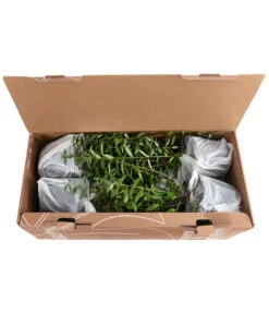 1-1,5 Meter Liguster, 5 X Ca. 30-35 Cm -Garten Sinn Verkaufsgeschäft 7266513 PR FS 002 LigustrumAtrovirens1MeterDehnerExpressHerzig