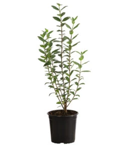 Garten Sinn Verkaufsgeschäft -Garten Sinn Verkaufsgeschäft 7266513 PR FS 003 LigustrumAtrovirens1MeterDehnerExpressHerzig