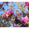 Magnolie 'Genie'