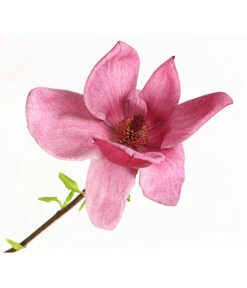 Magnolie 'Genie' -Garten Sinn Verkaufsgeschäft 7272941 WE DE 001 MagnoliaMagnolieGenie5LDehnerExpressHerzig