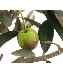 Olive, Busch -Garten Sinn Verkaufsgeschäft 7296908 WE DE 001 OliveEuropeaT15