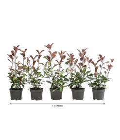 1-1,5 Meter Purpur-Glanzmispel 'Red Robin', 5 X Ca. 35 Cm