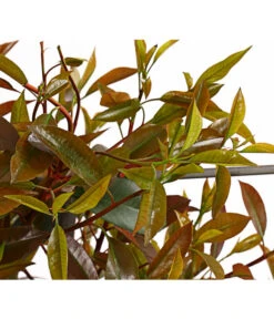 Purpur-Glanzmispel 'Red Robin', Ca. 150-160 Cm -Garten Sinn Verkaufsgeschäft 7305311 WE DE 001 PhotiniaGlanzmispelRedRobin50LSpalierDehnerExpressHerzig