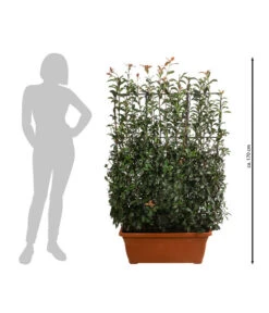 Purpur-Glanzmispel 'Glanzkopf', Ca. 170 Cm -Garten Sinn Verkaufsgeschäft 7305329 WE BG 002 PurpurGlanzmispelGlanzkopf170