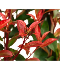 Purpur-Glanzmispel 'Glanzkopf', Ca. 170 Cm -Garten Sinn Verkaufsgeschäft 7305329 WE DE 002 PhotinaXfraseriPupurGlazmispel