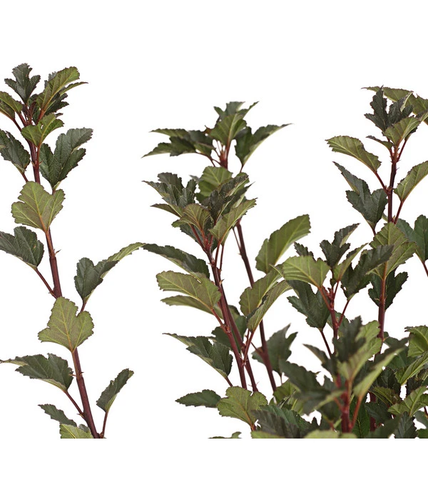 Blasenspiere 'Tiny Wine' 2 Blasenspiere 'Tiny Wine' – Bild 2