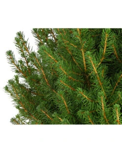 Zuckerhutfichte 'Conica' -Garten Sinn Verkaufsgeschäft 7315047 PR DE 001 PiceaZuckerhutfichteGlauceConica75LDehnerExpressHerzig