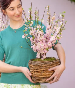 Mandelbäumchen -Garten Sinn Verkaufsgeschäft 7372048 WE MO 001 Mandelbaeumchen