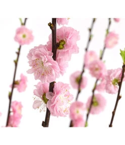 Mandelbäumchen -Garten Sinn Verkaufsgeschäft 7372113 WE DE 001 PrunusZierkirscheTrilobaStamm7LDehnerExpressHerzig