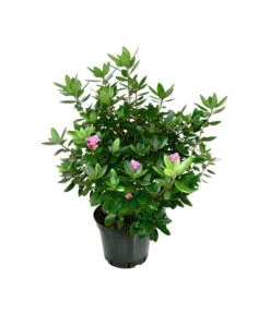 Rhododendron 'P. J. Mezitt'