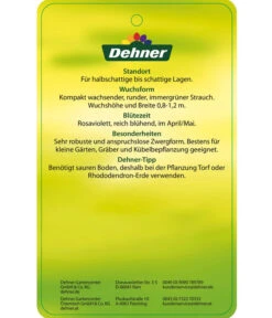 Rhododendron 'P. J. Mezitt' -Garten Sinn Verkaufsgeschäft 7426638 RhododendronPJMezitt Etikett 02