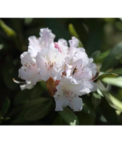 Rhododendron, 5 L -Garten Sinn Verkaufsgeschäft 7441165 PR MO 001 RhododendronWeissDehnerExpressHerzig
