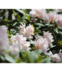 Rhododendron, 5 L -Garten Sinn Verkaufsgeschäft 7441165 PR MO 002 RhododendronWeissDehnerExpressHerzig