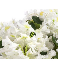 Rhododendron, 5 L -Garten Sinn Verkaufsgeschäft 7441165 WE DE 001 RhododendronWeiss5L