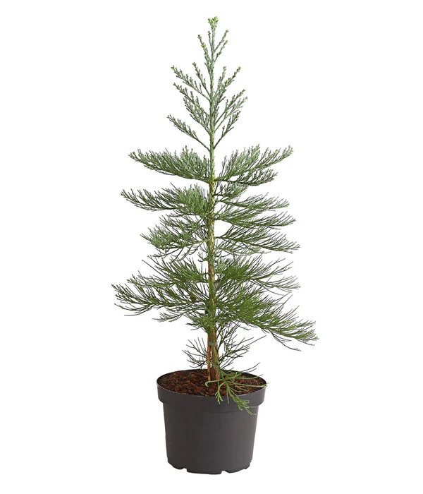 Bergmammutbaum - Wellingtonie 'Glaucum' 1 Bergmammutbaum - Wellingtonie 'Glaucum'