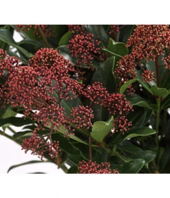 Blütenskimmie 'Rubesta Optima' -Garten Sinn Verkaufsgeschäft 7472301 WE DE 001 SkimmiaSkimmieJaponicaRubestaOptima10LDehnerExpressHerzig