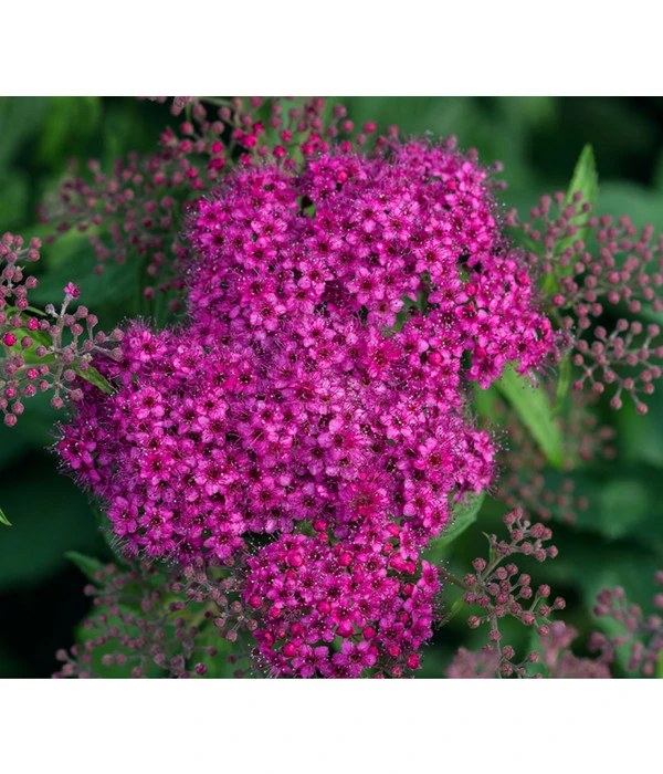 Rote Sommerspiere 'Anthony Waterer' 1 Rote Sommerspiere 'Anthony Waterer'