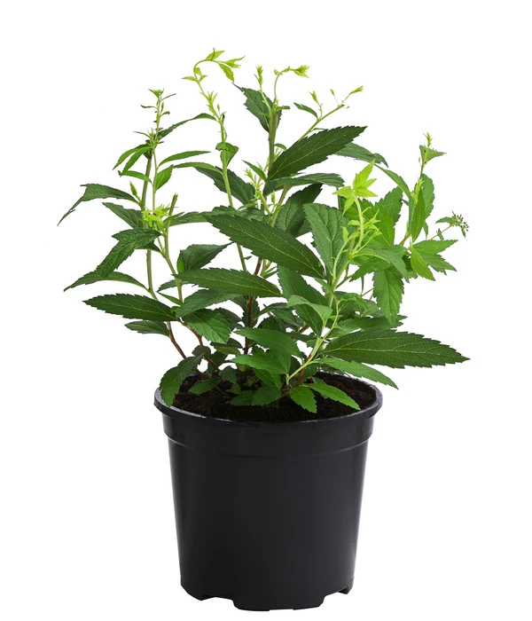 Rote Sommerspiere 'Anthony Waterer' 2 Rote Sommerspiere 'Anthony Waterer' – Bild 2