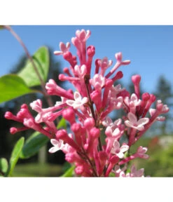 Zwerg-Duftflieder 'Tinkerbelle' -Garten Sinn Verkaufsgeschäft 7489156 BildD 001 ZwergDuftfliederTinkerbelleSyrTinkerbelle