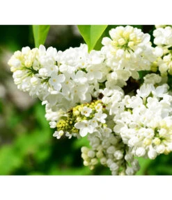 Flieder 'Mme. Lemoine'