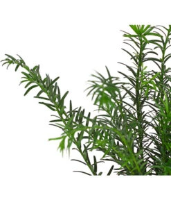 Gemeine Eibe -Garten Sinn Verkaufsgeschäft 7497100 PR DE 001 TaxusEibeBaccata9CDehnerExpressHerzig