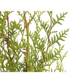 3 Meter Lebensbaum 'Brabant', 6 X Ca. 125-150 Cm -Garten Sinn Verkaufsgeschäft 7511009 WE DE 001 LebensbaumThujaOccidentalisBrabant3L