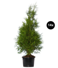 7 Meter Lebensbaum 'Brabant', 14 X Ca. 125-150 Cm