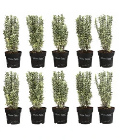 2 Meter Spindelstrauch 'White Spire', 10 X Ca. 40-45 Cm