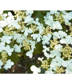 Japanischer Etagen-Schneeball 'Mariesii' -Garten Sinn Verkaufsgeschäft 7537194 BildD 001 JapanischerEtagenSchneeballMariesiiVibPlicatumMariesii