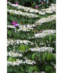 Japanischer Etagen-Schneeball 'Mariesii' -Garten Sinn Verkaufsgeschäft 7537236 PR DE 001 ViburnumPlicatumMariesiischneeball