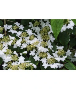 Japanischer Etagen-Schneeball 'Mariesii' -Garten Sinn Verkaufsgeschäft 7537236 PR DE 002 ViburnumPlicatumMariesiiSchneeball