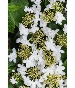 Japanischer Etagen-Schneeball 'Mariesii' -Garten Sinn Verkaufsgeschäft 7537236 PR DE 003 ViburnumPlicatumMariesiiSchneeball