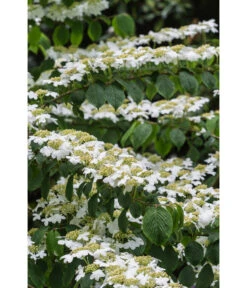 Japanischer Etagen-Schneeball 'Mariesii' -Garten Sinn Verkaufsgeschäft 7537236 PR DE 006 ViburnumPlicatumMariesiiSchneeball