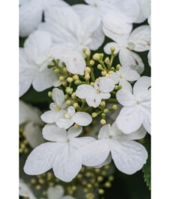 Japanischer Etagen-Schneeball 'Mariesii' -Garten Sinn Verkaufsgeschäft 7537236 PR DE 007 ViburnumPlicatumMariesiiSchneeball