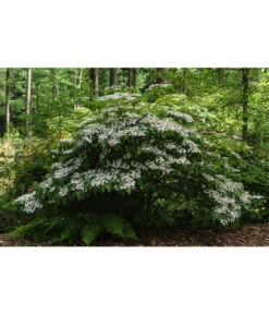 Japanischer Etagen-Schneeball 'Mariesii' -Garten Sinn Verkaufsgeschäft 7537236 PR MO 001 ViburnumPlicatumMariesiiSchneeball