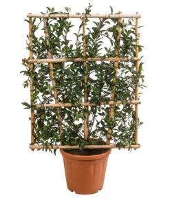 Purpur-Glanzmispel 'Robusta Compacta', Ca. 120-140 Cm