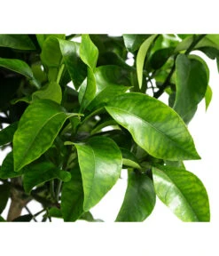 Rosafarbene Grapefruit -Garten Sinn Verkaufsgeschäft 7622673 WE DE 002 CitrusParadisiiRosaGrapefruitT20