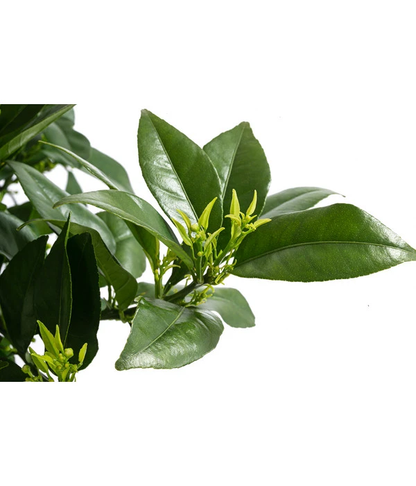 Blutorange 2 Blutorange – Bild 2