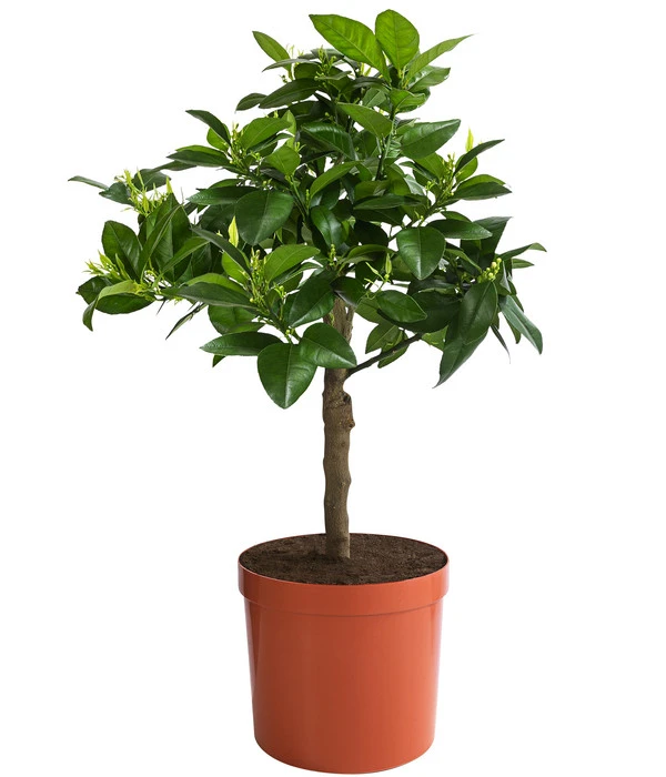 Blutorange 1 Blutorange