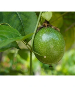 Passionsfrucht -Garten Sinn Verkaufsgeschäft 7641327 WE DE 001 PassifloraPassionsfrucht