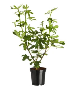 Feige 'Grise De Tarascon'