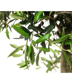 XXL Olivenbaum, Ca. 160-170 Cm -Garten Sinn Verkaufsgeschäft 7724800 WE DE 001 OleaSolitaerOliveT35