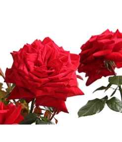 Rosenmix Edel- Und Beetrosen -Garten Sinn Verkaufsgeschäft 7801103 PR DE 001 RosenInSortenHuckfeldt10LiterEdelroseBurgundDehnerExpressHerzig