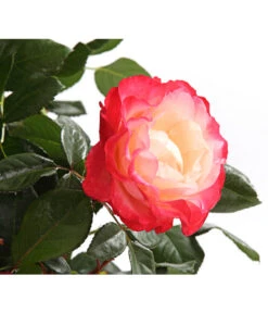 Rosenmix Edel- Und Beetrosen -Garten Sinn Verkaufsgeschäft 7801103 PR DE 001 RosenInSortenHuckfeldt10LiterEdelroseNostalgieDehnerExpressHerzig