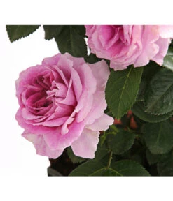 Rosenmix Edel- Und Beetrosen -Garten Sinn Verkaufsgeschäft 7801103 PR DE 001 RosenInSortenHuckfeldt10LiterEdelrosePerfumeFlowercircusDehnerExpressHerzig